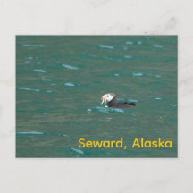 Puffin comendo peixe