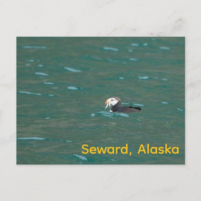 Cartão Postal De Festividades Puffin comendo peixe (Frente)