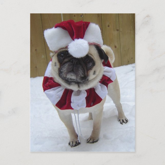 Cartão Postal De Festividades Pug do feriado do Natal na neve (Frente)