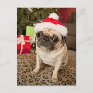 Cartão Postal De Festividades Pug em Santa Claus Hat sentado no tapete