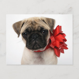 Cartão Postal De Festividades Pug Puppy Enrolado em um Arco de Natal