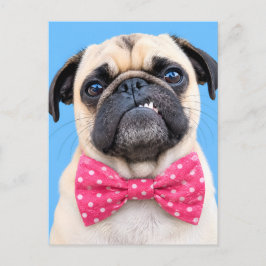 Cartão Postal De Festividades Pug Usando Laço Rosa
