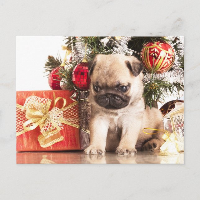 Cartão Postal De Festividades Pugs e presentes de Natal (Frente)