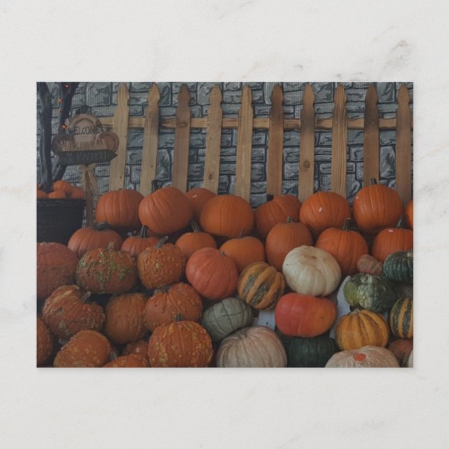 Cartão Postal De Festividades Pumpkin Patch Photo Pumpkins Dia de Ação de Graças (Frente)