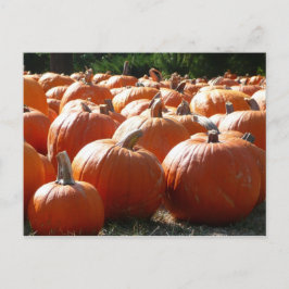 Cartão Postal De Festividades Pumpkins Foto para Queda, Dia das Bruxas ou Ação d