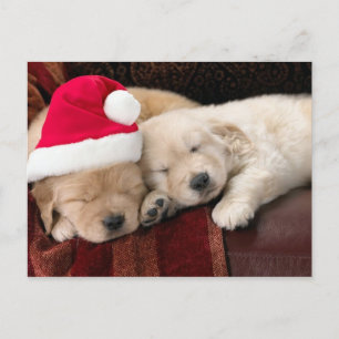 Cartão Postal De Festividades Puppy Christmas