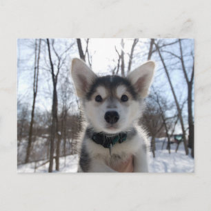 Cartão Postal De Festividades Puppy Natal