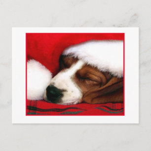 Cartão Postal De Festividades Puppy pacata