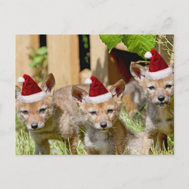 Cartão Postal De Festividades Pups de Coyote de Natal (Frente)