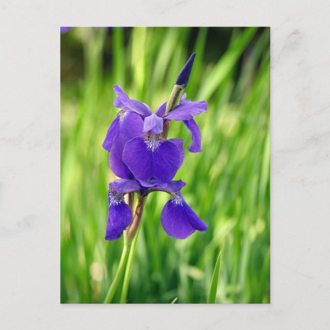 Cartão Postal De Festividades Purple Iris (Frente)