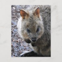 Quokka