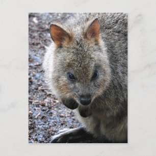 Cartão Postal De Festividades Quokka