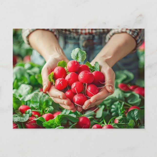 Cartão Postal De Festividades Rabanetes de jardim com cores nítidas (Frente)
