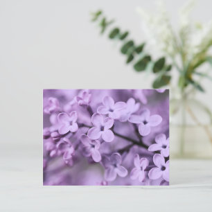 Cartão Postal De Festividades Ramificações de Flor Lilás Roxo