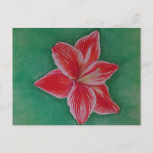 Cartão Postal De Festividades Red Amaryllis