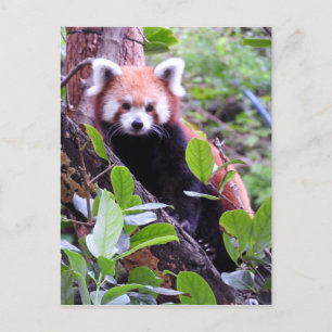 Cartão Postal De Festividades Red Panda
