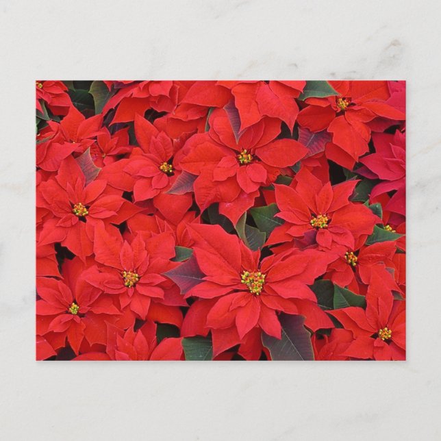 Cartão Postal De Festividades Red Poinsettias I Festa Floral de Natal (Frente)