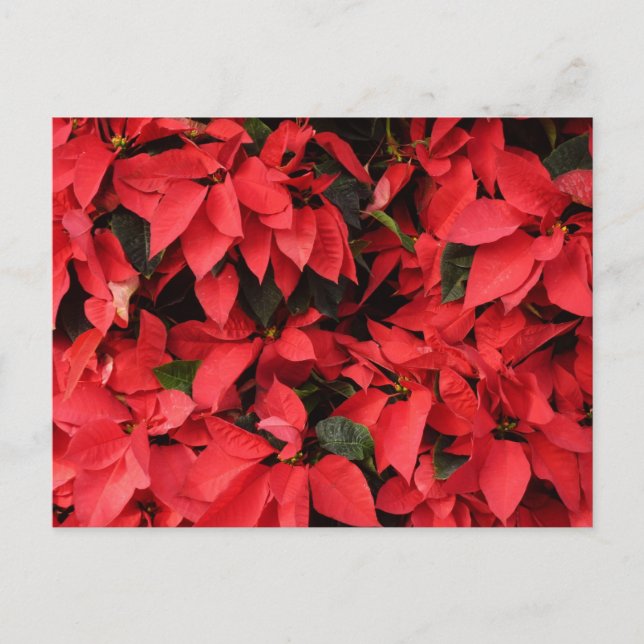 Cartão Postal De Festividades Red Poinsettias II Feriado de Natal Floral (Frente)