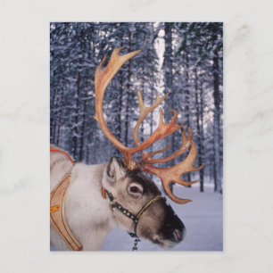 Cartão Postal De Festividades Reindeer para Cima-Fechar