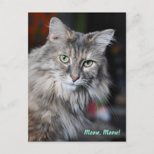 Cartão Postal De Festividades Retrato de Gato Meow Meow