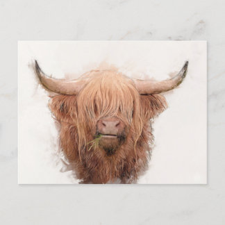 Cartão Postal De Festividades Retrato de Vaca Highland