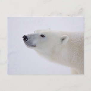 Cartão Postal De Festividades Retrato do Urso Polar