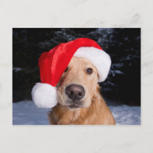 Cartão Postal De Festividades Retriever de ouros em Santa Hat