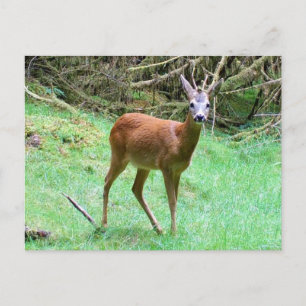 Cartão Postal De Festividades Roe Deer Stag Posing