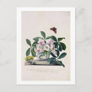 Cartão Postal De Festividades Rosa de Natal (Helleborus niger) e inverno Aconi