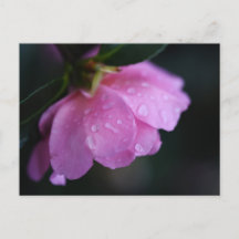 Rosa Rosa Rosa Elegante Fechar com Vista