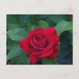 Cartão Postal De Festividades Rosa Vermelha de Perto