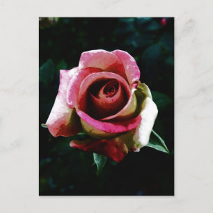 Cartão Postal De Festividades Rosa vermelha pintada a óleo