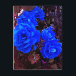 Cartão Postal De Festividades Rosas azuis elétricos<br><div class="desc">Rosa azul elétrico no jardim Rosa. Um rosário florescente. Bela rosa azul simboliza o mistério ou o amor impossível e verdadeiro.</div>