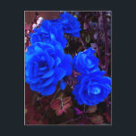 Cartão Postal De Festividades Rosas azuis elétricos<br><div class="desc">Rosa azul elétrico no jardim Rosa. Um rosário florescente. Bela rosa azul simboliza o mistério ou o amor impossível e verdadeiro.</div>