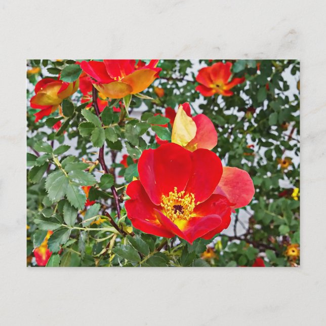 Cartão Postal De Festividades rosas vermelhos flores originais fotografia (Frente)