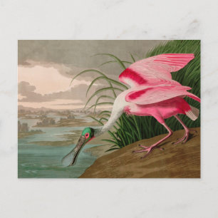 Cartão Postal De Festividades Roseate Spoonbill Birds, Impressão da América Audu