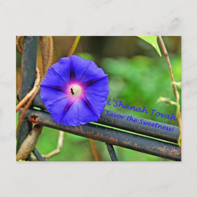 Cartão Postal De Festividades Rosh Hashanah Cards Gifts (Frente)