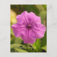 Ruellia simplex