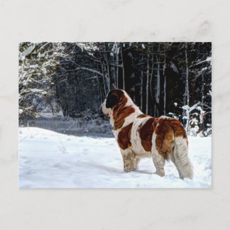 Cartão Postal De Festividades Saint Bernard snow photographic Christmas greeting