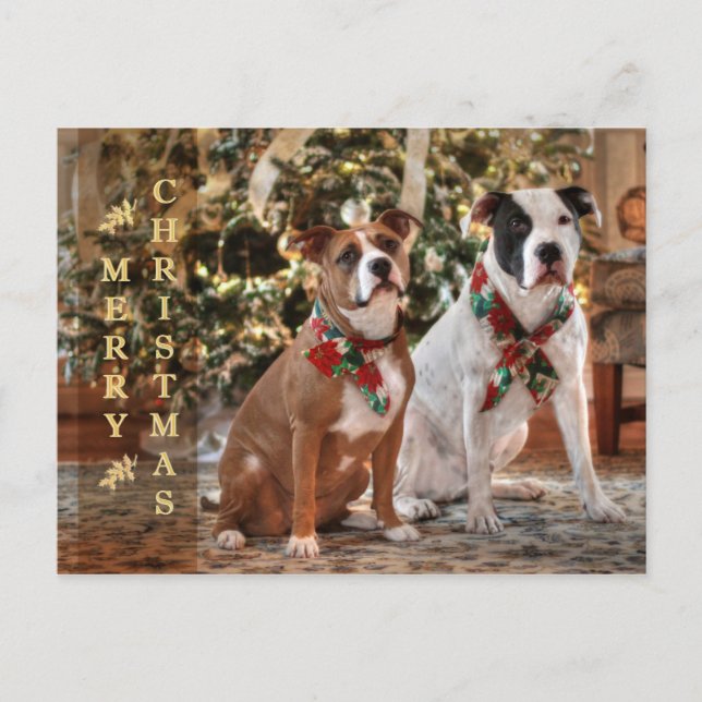 Cartão Postal De Festividades Salvamento bonito Pitbull do Natal e cão de (Frente)
