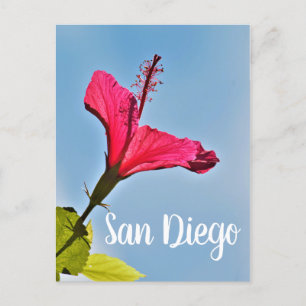 Cartão Postal De Festividades San Diego Hibiscus