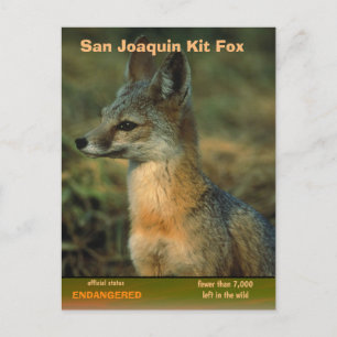 Cartão Postal De Festividades San Joaquin Kit Fox está em perigo -