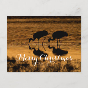 Cartão Postal De Festividades Sandhill Cranes, Feliz Natal