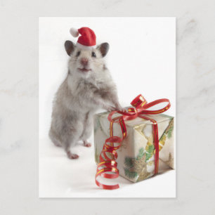 Cartão Postal De Festividades Santa Claus Hamster With Gift