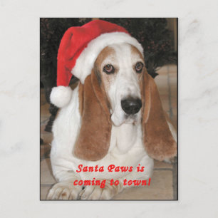 Cartão Postal De Festividades Santa Paws Blank Postcard