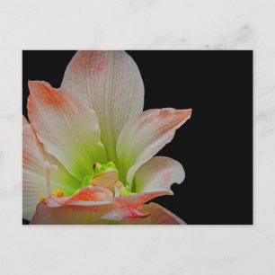 Cartão Postal De Festividades Sapo dias de os namorados