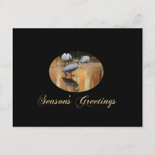 Cartão Postal De Festividades saudações da época da swan