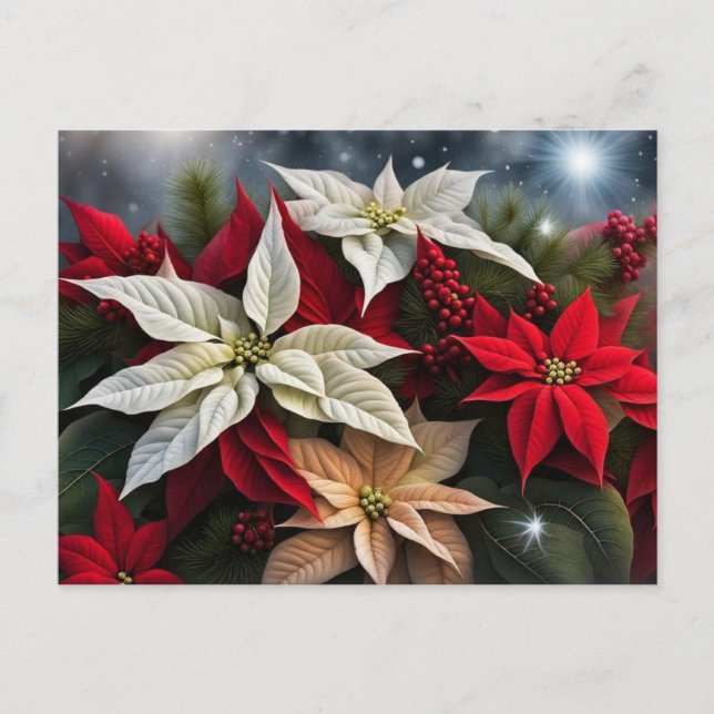 Cartão Postal De Festividades Saudações de Poinsettia Season (Frente)