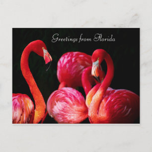 Cartão Postal De Festividades Saudações do Flamingo Rosa da Flórida , 