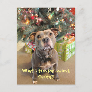 Cartão Postal De Festividades Senha de Pitbull para o cartão do Natal do papai